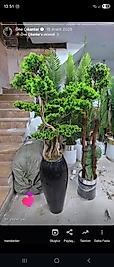 Siyah parlak Karbonfiber Damla saksıda Bonsai