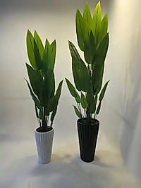 Büyük Tırtıklı saksıda Starliçe