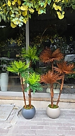 Fiberplastik küre saksıda 3lü demet Areka Palmiyesi (Yeşil yapraklı)