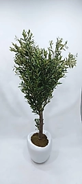 Hacimli Karbonfiber saksıda Zeytin ağacı -