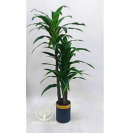 Silindir Saksıda 3'lü Yuka - Premium