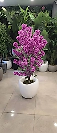 Hacimli Eğri saksıda Mor Bahardalı - 160 cm