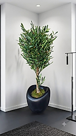 Hacimli Karbonfiber saksıda Zeytin Ağacı - 160 cm