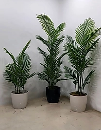 Parlak Plastik saksıda Tusem