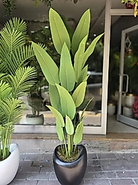 Hacimli Eğri Karbonfiber saksıda Starliçe