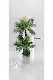 Silindir saksıda 2 gövdeli Areka