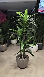 Hacimli Plastik saksıda 3lü Yuka