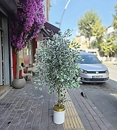 Silindir saksıda Benjamin Ağacı - 160 cm