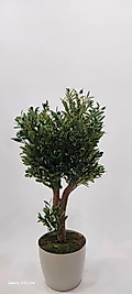 Plastik Yakut saksıda Zeytin Ağacı - 140 cm