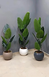 Plastik Küre saksıda Yeni Starliçe