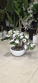 Beyaz Yarım Küre Karbonfiber saksıda Çiçekli Bonsai