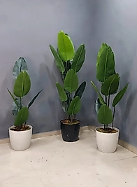 Parlak plastik saksıda Yeni Starliçe - 160 cm