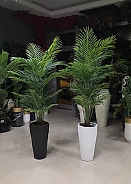 Büyük Tırtıklı saksıda Tusem