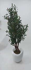 Şekilli Karbonfiber saksıda Zeytin ağacı