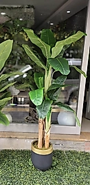 Küçük Darbuka saksıda Muz Ağacı