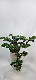 Desenli saksıda doğal Kamburlu Bonsai