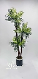 Silindir saksıda 3'lü Areka Palmiyesi - Premium