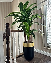 Yapay Yuka Ağacı -  Darbuka Saksı