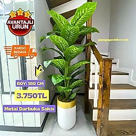 Darbuka saksıda Difenbahya - Premium