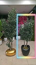 Hacimli Eğri Karbonfiber saksıda Zeytin - 160 cm