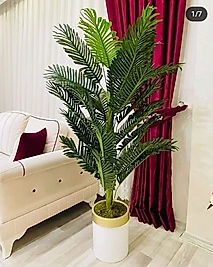 Düz saksıda Yeni Areka