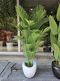 Hacimli Eğri Karbonfiber saksıda Tusem Areka