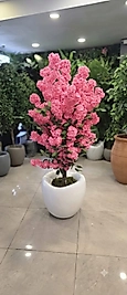 Hacimli Eğri saksıda Pembe Bahardalı - 160 cm