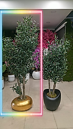 Karbonfiber Yumurta saksıda Zeytin Ağacı - 200 cm