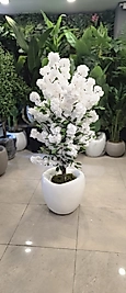 Hacimli Eğri saksıda Beyaz Bahardalı - 160 cm