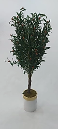 Silindir saksıda Zeytin ağacı