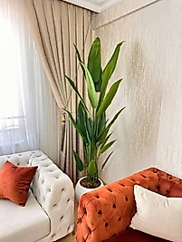 Plastik saksıda 24 yapraklı 210 cm Starliçe