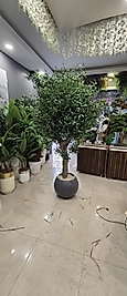 Antrasit Küre saksıda Dev boy Zeytin Ağacı - 240 cm x 150 cm