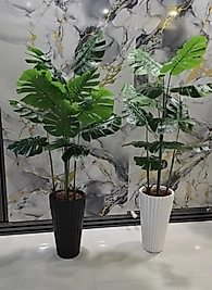 Büyük Tırtıklı saksıda Deve Tabanı - 180 cm