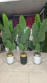 Metal Darbuka saksıda Yeni Starliçe - 190 cm