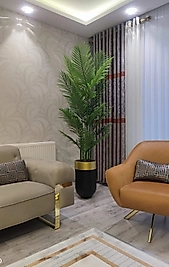 Darbuka saksıda Tusem Areka - Premium