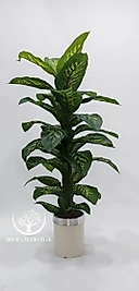 Silindir saksıda Difenbahya - Premium