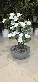 Yarım Küre Karbonfiber saksıda Çiçekli Bonsai