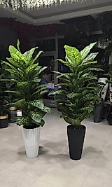 Büyük Tırtıklı saksıda Difenbahya